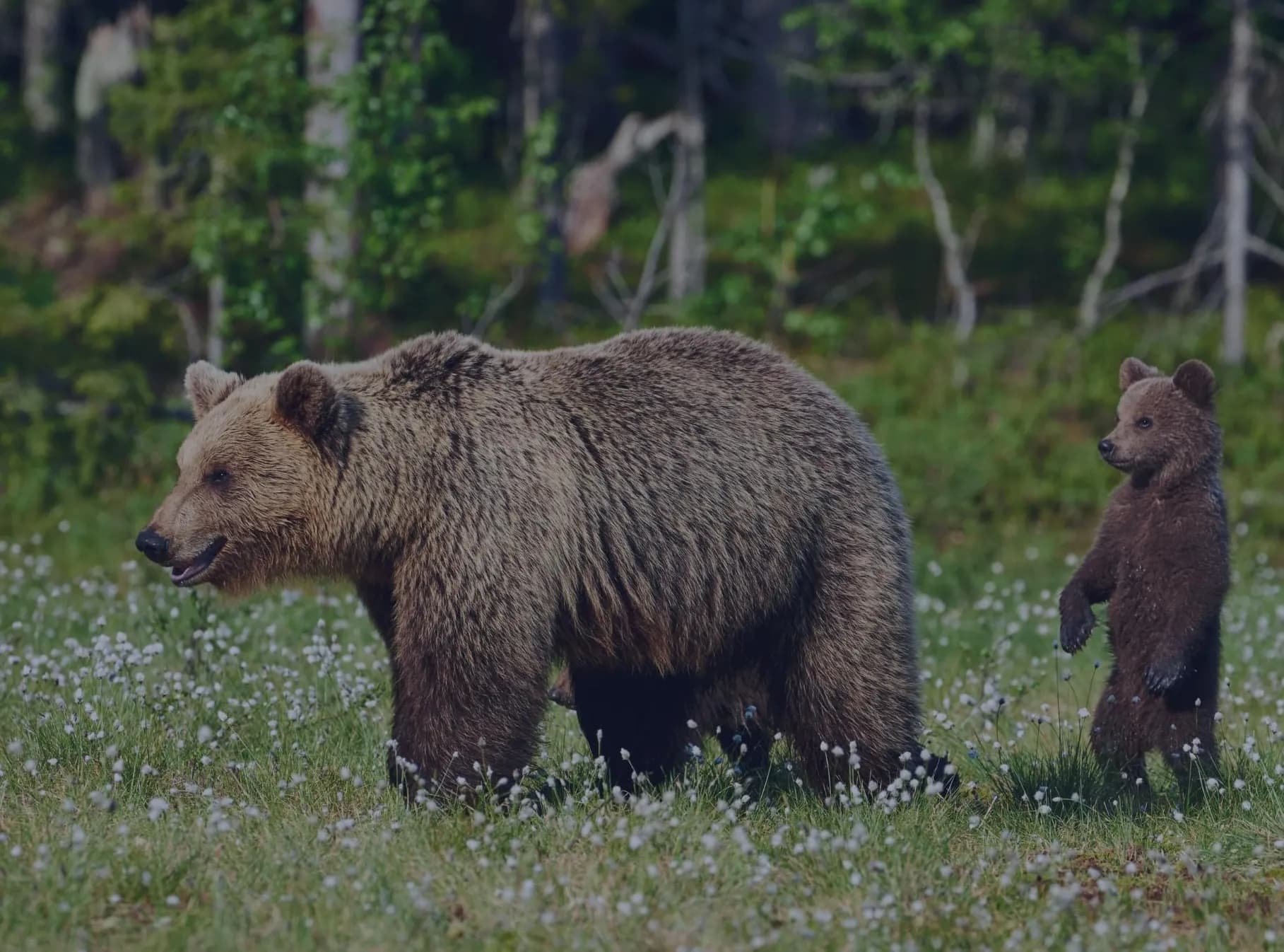 Eräkontio – kuva 1