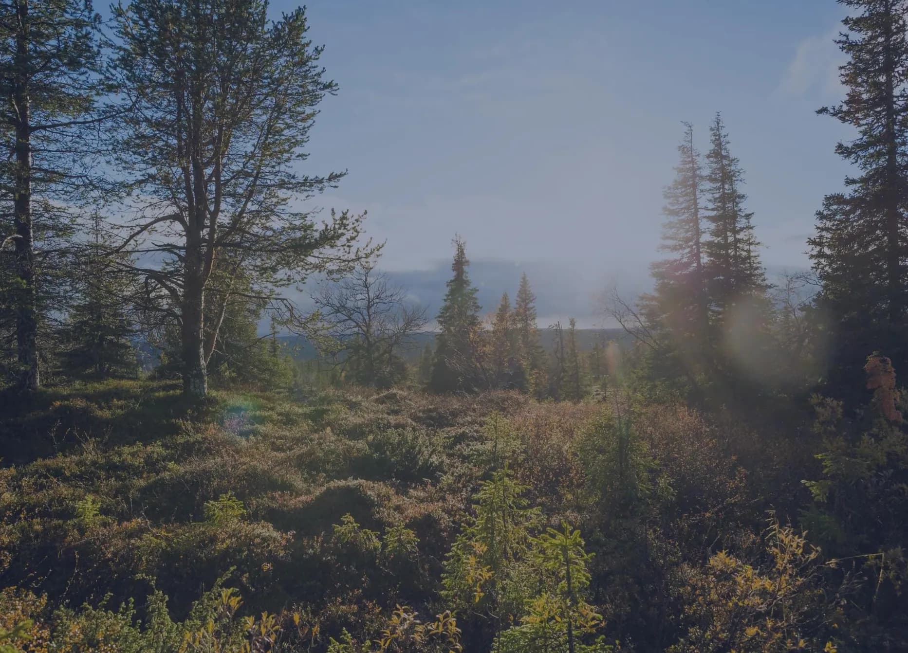 Eräkontio – kuva 4