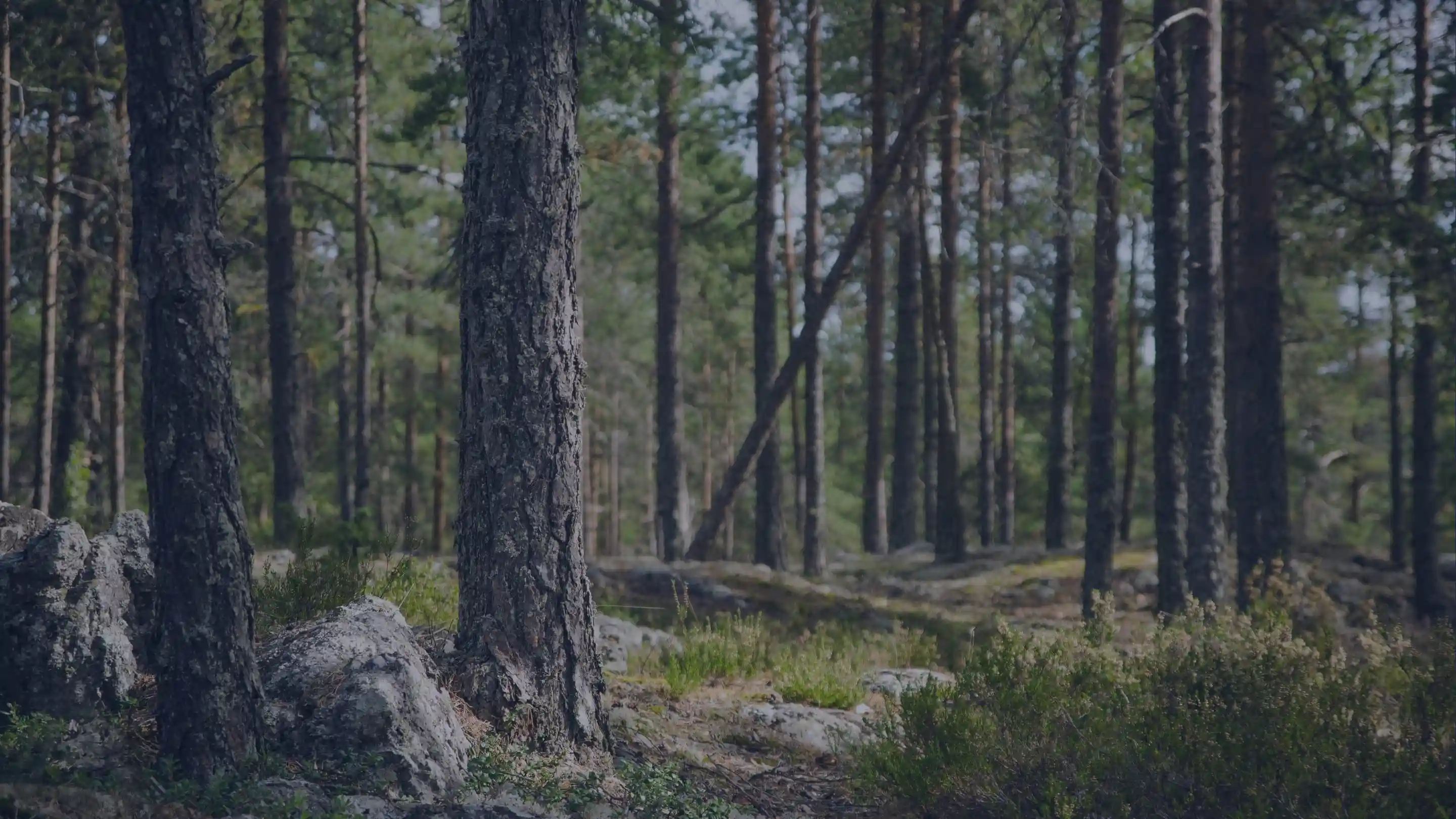 Eräkontio marketing campaign